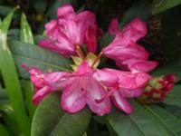 Pěnišník 'Zigeunerin' (Rhododendron)