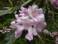 Pěnišník 'Gloriosum' (Rhododendron)