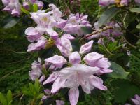 Pěnišník 'Gloriosum' (Rhododendron)