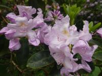 Pěnišník 'Gloriosum' (Rhododendron)
