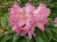 Pěnišník 'Diana' (Rhododendron)