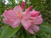 Pěnišník 'Diana' (Rhododendron)