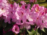 Pěnišník 'Ideal' (Rhododendron)