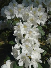 Pěnišník 'Schwanensee' (Rhododendron)