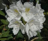 Pěnišník 'Schwanensee' (Rhododendron)