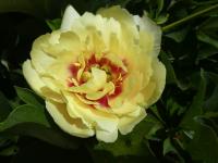 Pivoňka 'Yellow Gem' - Itoh hybridy