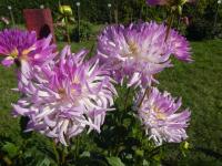 Jiřinka 'Bold Accent' - Semikaktusovité jiřinky (Dahlia)