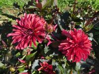 Jiřinka 'Danique' - Dekorační jiřinky (Dahlia)