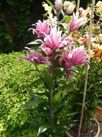 Lilie 'Lorena' - Orientální hybridy (Lilium)