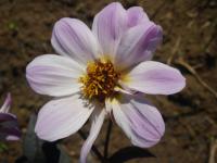 Jiřinka 'Bishop of Dover' - Jednoduše kvetoucí jiřinky (Dahlia)