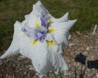 Kosatec Kaempferův 'Jezerní Princezna'