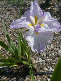 Kosatec Kaempferův 'Silesian Ball Gown' (Iris ensata)