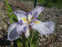 Kosatec Kaempferův 'Silesian Ball Gown' (Iris ensata)