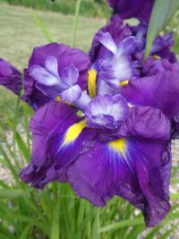 Kosatec Kaempferův 'Good Omen' (Iris ensata)