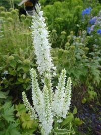 Rozrazil dlouholistý 'Charlotte' (Veronica longifolia)