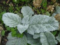 Šalvěj stříbrná - listy (Salvia argentea)