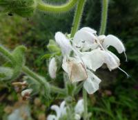 Šalvěj stříbrná - květy (Salvia argentea)