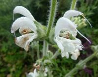 Šalvěj stříbrná - květy (Salvia argentea)