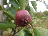 Hloh peřenoklaný - větévka s plodem (Crataegus pinnatifida)