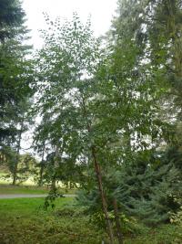 Bříza žebrovaná 'Select' (Betula costata)