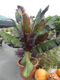 Banánovník habešský 'Maurelli' (Ensete ventricosum)
