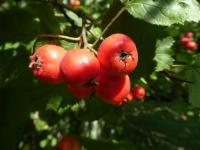 Hloh pýřitolistý - větévka s plody (Crataegus submollis)