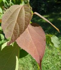 Šedolatník čínský - větévka s mladým listem (Poliothyrsis sinensis)