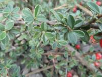 Skalník - větévky s listy (Cotoneaster astrophoros)