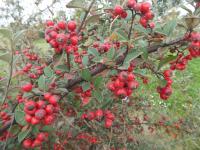 Skalník - větévky s plody (Cotoneaster vilmorinianus)