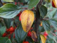 Skalník hroznatý - podzimní list (Cotoneaster racemiflorus)