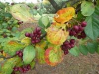 Skalník - větévky s podzimními listy a plody (Cotoneaster affinis)