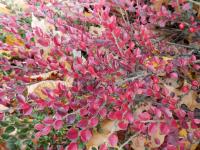 Skalník vodorovný - větévky s podzimním listem (Cotoneaster perpusillus)