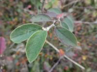 Skalník - listy (Cotoneaster svenhedinii)