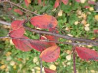 Skalník - větévky s podzimními listy (Cotoneaster svenhedinii)