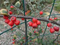 Skalník - větévky s plody (Cotoneaster insculptus)