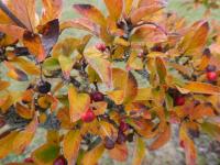 Skalník - větévky s plody (Cotoneaster elegans)