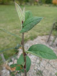 Skalník - větévky s listy (Cotoneaster cinerascens)