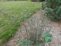 Skalník černoplodý (Cotoneaster melanocarpus)