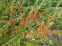 Skalník rozprostřený (Cotoneaster horizontalis)