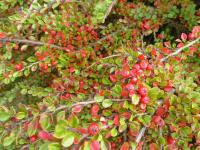 Skalník rozprostřený 'Ascendens' (Cotoneaster horizontalis)
