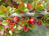 Skalník rozprostřený 'Ascendens' (Cotoneaster horizontalis)