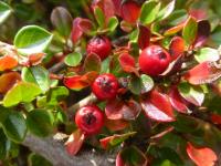 Skalník rozprostřený 'Ascendens' (Cotoneaster horizontalis)