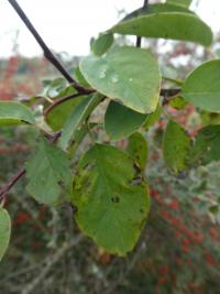Skalník - větévky s listy (Cotoneaster albokermesinus)
