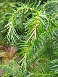 Ostrolistec kopinatý 'Glauca' (Cunninghamia lanceolata)