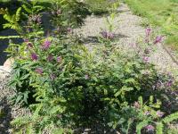 Indigovník 'Lake Mountains' (Indigofera)