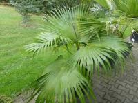 Livistonie čínská (Livistona chinensis)