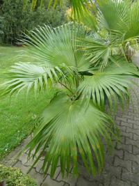 Livistonie čínská (Livistona chinensis)