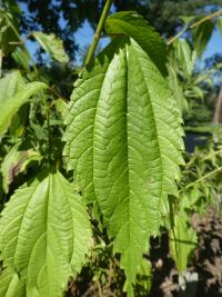 Ramie Sieboldova - list (Boehmeria sieboldiana)