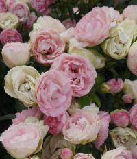 Růže 'Lovely Rokoko' - Mnohokvěté růže (Rosa)