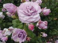 Růže 'Novalis' - Mnohokvěté růže (Rosa)